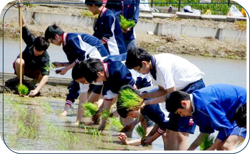 水田学習